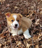 Betty, a female Pembroke Welsh Corgi for sale in McVeytown, PA – Photo 2 of 3