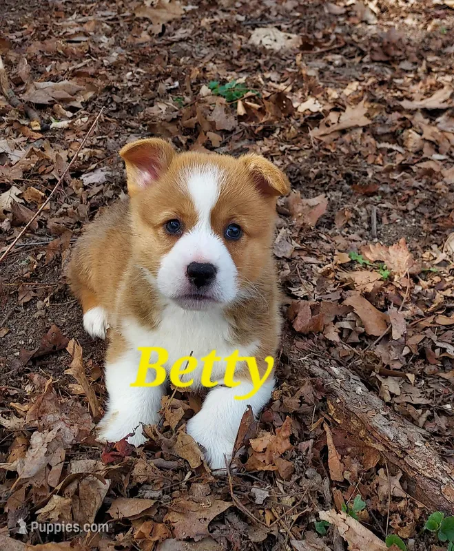 Betty – Pembroke Welsh Corgi puppy for sale in McVeytown, PA