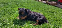 Chloe, a female Yorkshire Terrier for sale in McVeytown, PA – 2 of 3