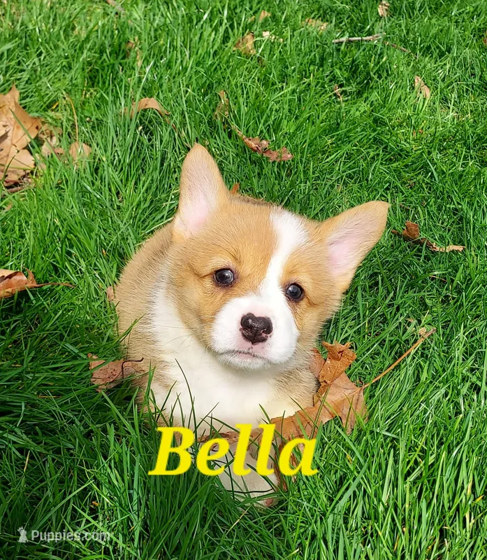 Bella – Pembroke Welsh Corgi puppy for sale in McVeytown, PA