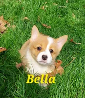 Bella, a female Pembroke Welsh Corgi for sale in McVeytown, PA – Photo 1 of 3