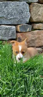 Bella, a female Pembroke Welsh Corgi for sale in McVeytown, PA – Photo 3 of 3
