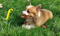 Bella, a female Pembroke Welsh Corgi for sale in McVeytown, PA – Photo 2 of 3