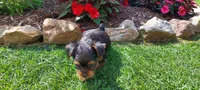 Connor, a male Yorkshire Terrier for sale in McVeytown, PA – 3 of 3