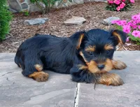 Reba, a female Yorkshire Terrier for sale in McVeytown, PA – 2 of 4