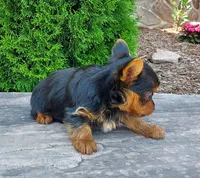 Myles, a male Yorkshire Terrier for sale in McVeytown, PA – 2 of 4