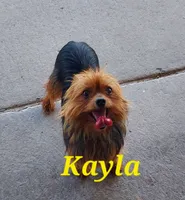 Myles, a male Yorkshire Terrier for sale in McVeytown, PA – 4 of 4