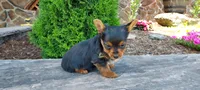 Myles, a male Yorkshire Terrier for sale in McVeytown, PA – 3 of 4