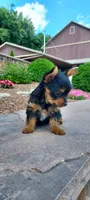 Macy, a female Yorkshire Terrier for sale in McVeytown, PA – 2 of 3
