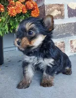 Dakota, a male Yorkshire Terrier for sale in McVeytown, PA – 2 of 3