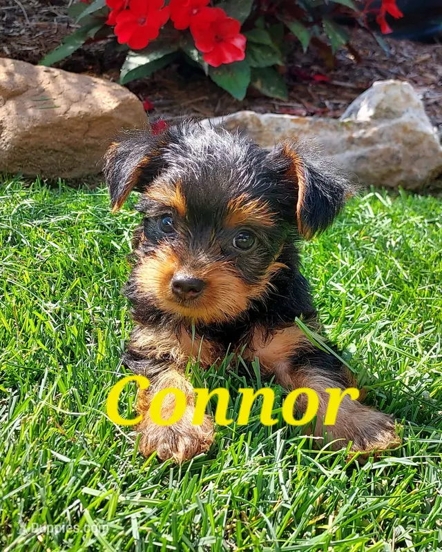 Connor – Yorkshire Terrier puppy for sale in McVeytown, PA