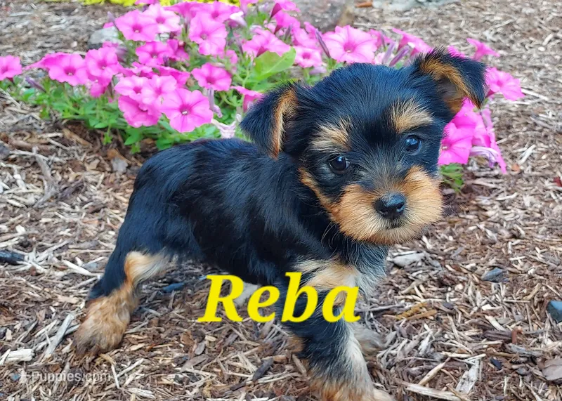 Reba – Yorkshire Terrier puppy for sale in McVeytown, PA