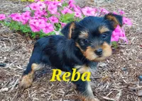Reba, a female Yorkshire Terrier for sale in McVeytown, PA – 1 of 4