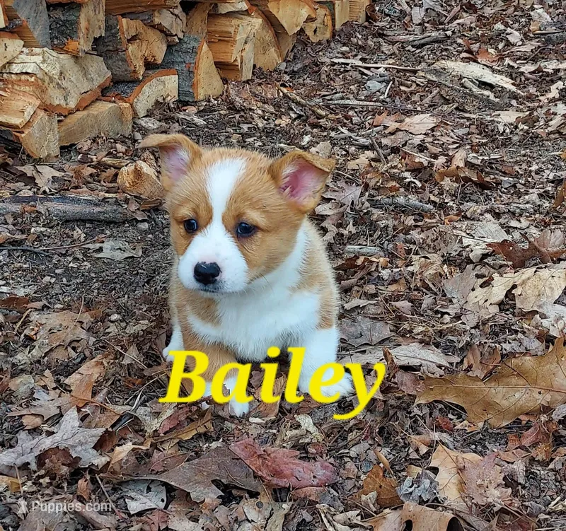 Bailey  – Pembroke Welsh Corgi puppy for sale in McVeytown, PA