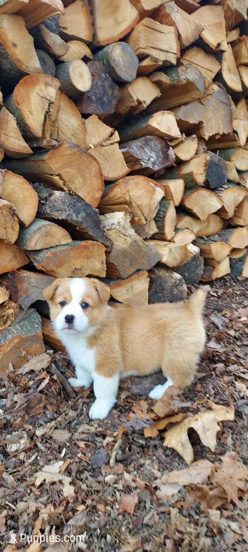 Bennett , a male Pembroke Welsh Corgi for sale in McVeytown, PA – Photo 3 of 3