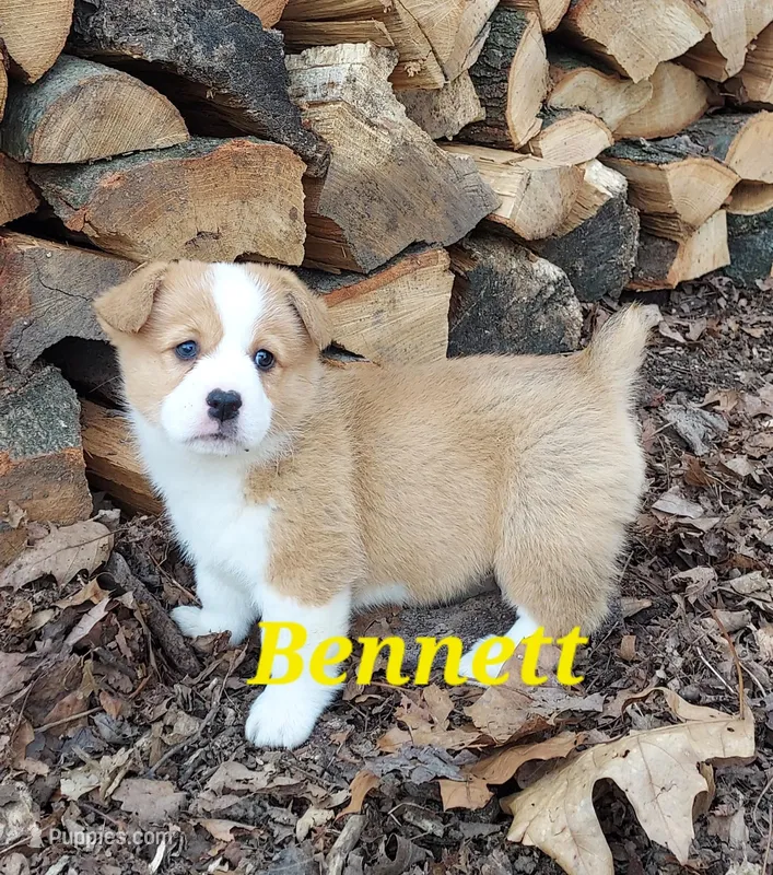 Bennett  – Pembroke Welsh Corgi puppy for sale in McVeytown, PA