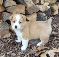 Bennett , a male Pembroke Welsh Corgi for sale in McVeytown, PA – Photo 2 of 3