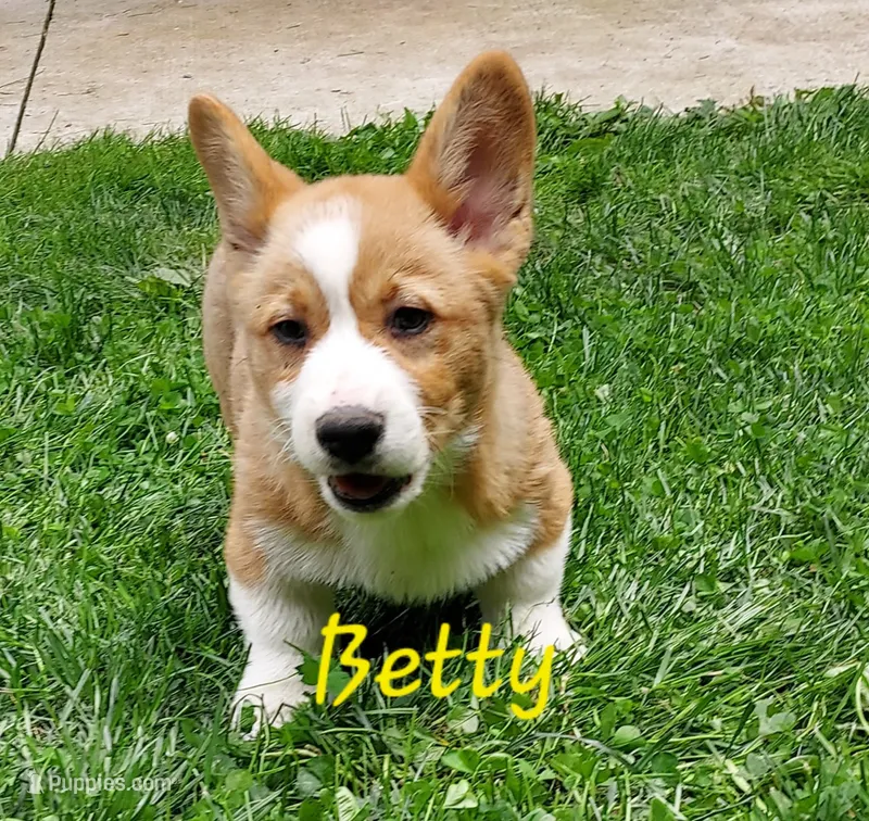 Betty – Pembroke Welsh Corgi puppy for sale in McVeytown, PA