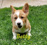Betty, a female Pembroke Welsh Corgi for sale in McVeytown, PA – 1 of 4