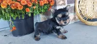 Dakota, a male Yorkshire Terrier for sale in McVeytown, PA – 3 of 3