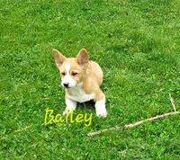 Bailey , a male Pembroke Welsh Corgi for sale in McVeytown, PA – 1 of 2