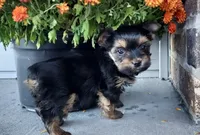 Daisy, a female Yorkshire Terrier for sale in McVeytown, PA – 2 of 3