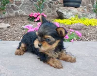 Rufus, a male Yorkshire Terrier for sale in McVeytown, PA – 2 of 5