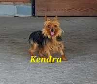 Razor, a male Yorkshire Terrier for sale in McVeytown, PA – 4 of 4