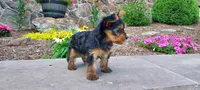 Razor, a male Yorkshire Terrier for sale in McVeytown, PA – 2 of 4