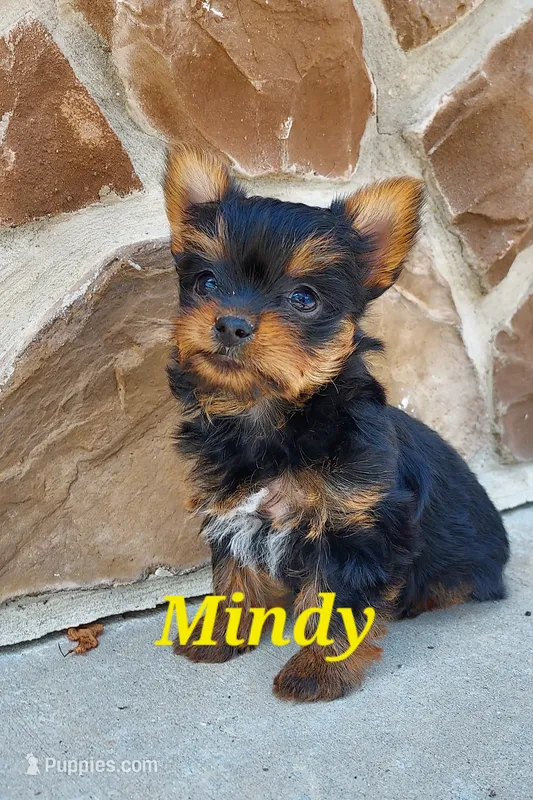 Mindy – Yorkshire Terrier puppy for sale in McVeytown, PA