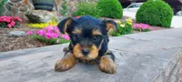 Reba, a female Yorkshire Terrier for sale in McVeytown, PA – 3 of 4