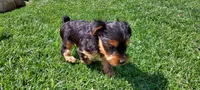 Carson , a male Yorkshire Terrier for sale in McVeytown, PA – 3 of 3