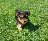 Callie, a female Yorkshire Terrier for sale in McVeytown, PA – 2 of 3