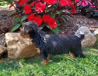 Connor, a male Yorkshire Terrier for sale in McVeytown, PA – 2 of 3