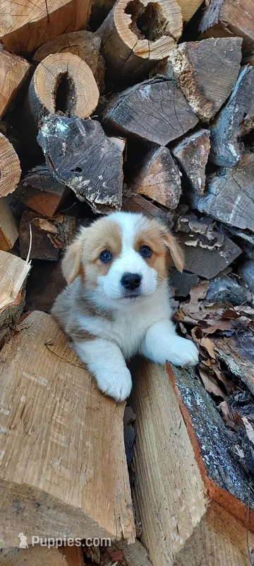 Betsy  – Pembroke Welsh Corgi puppy for sale in McVeytown, PA