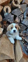 Betsy , a female Pembroke Welsh Corgi for sale in McVeytown, PA – Photo 1 of 3
