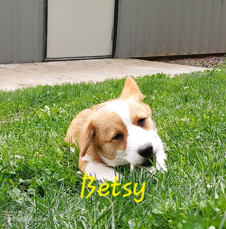 Betsy , a female Pembroke Welsh Corgi for sale in McVeytown, PA – 1 of 2
