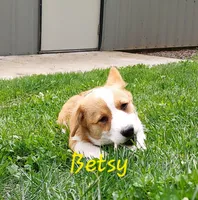 Betsy , a female Pembroke Welsh Corgi for sale in McVeytown, PA – 1 of 2