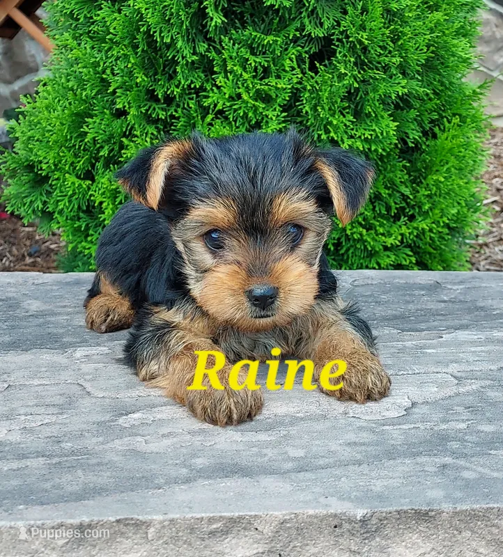 Raine – Yorkshire Terrier puppy for sale in McVeytown, PA