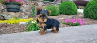Rufus, a male Yorkshire Terrier for sale in McVeytown, PA – 4 of 5
