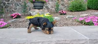 Razor, a male Yorkshire Terrier for sale in McVeytown, PA – 3 of 4