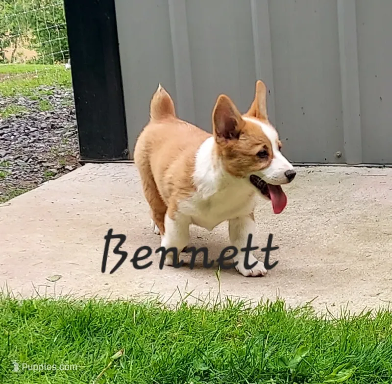 Bennett  – Pembroke Welsh Corgi puppy for sale in McVeytown, PA