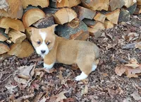 Ben, a male Pembroke Welsh Corgi for sale in McVeytown, PA – Photo 2 of 3