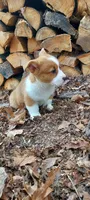 Ben, a male Pembroke Welsh Corgi for sale in McVeytown, PA – Photo 3 of 3