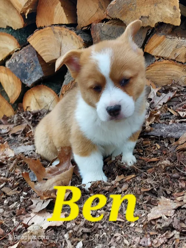 Ben – Pembroke Welsh Corgi puppy for sale in McVeytown, PA