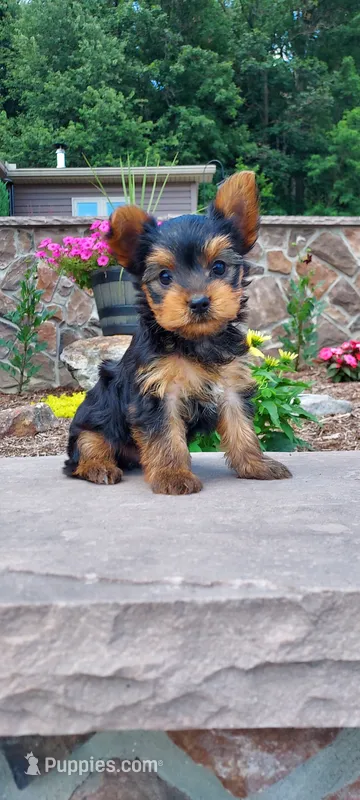 Razor – Yorkshire Terrier puppy for sale in McVeytown, PA