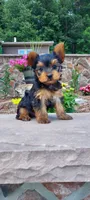 Razor, a male Yorkshire Terrier for sale in McVeytown, PA – 1 of 4