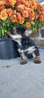 Daisy, a female Yorkshire Terrier for sale in McVeytown, PA – 3 of 3