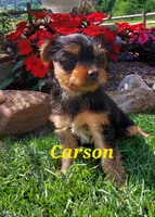 Carson , a male Yorkshire Terrier for sale in McVeytown, PA – 2 of 3