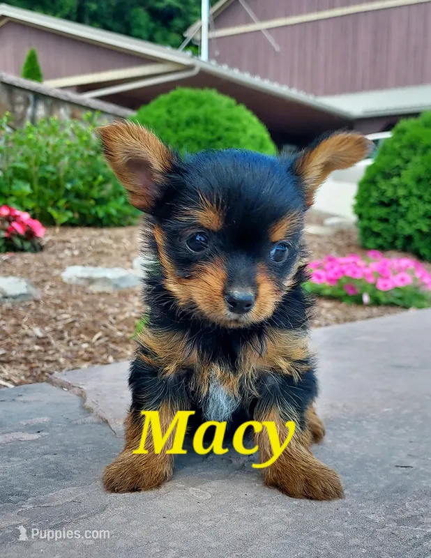 Macy – Yorkshire Terrier puppy for sale in McVeytown, PA